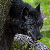 Mackenzie Valley wolf (Canis lupus occidentalis)